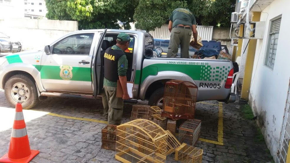 Pássaros apreendidos foram levados para a sede do Ibama, em Natal (Foto: Divulgação/PRF)