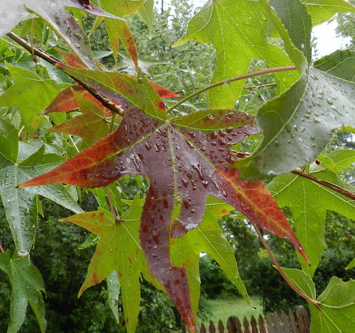 nanturenoteDSCN9041