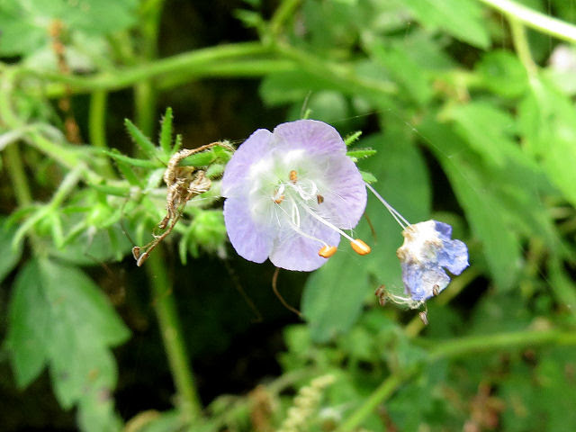 fernleaf phacelia