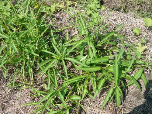 空芯菜 クウシンサイ エンサイ の栽培 週末ファーマーによる自然農の野菜栽培