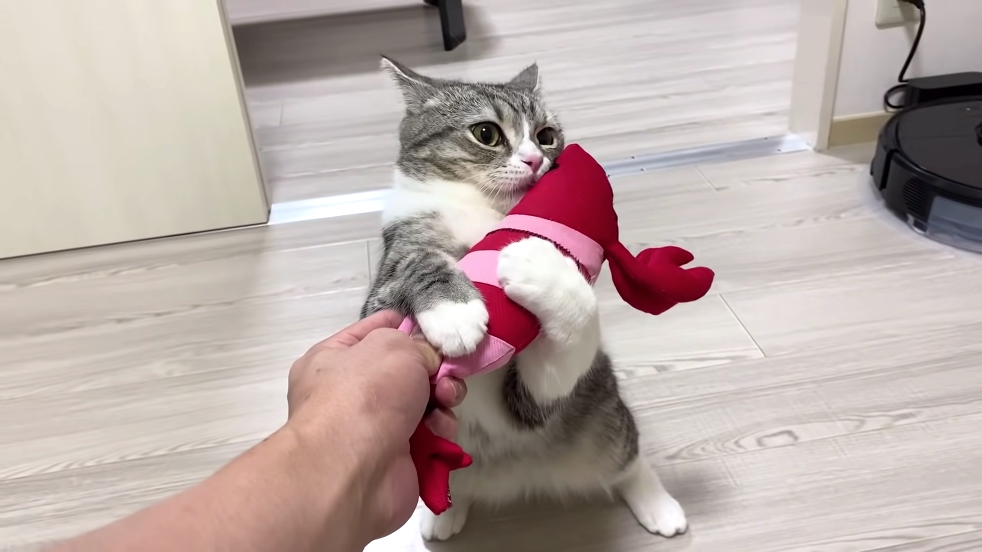 破れたエビを修復したら猫は喜んだ Netgeek