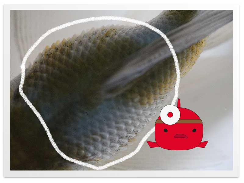 金魚のお腹が風船のように膨らむ問題 松かさ ブロート 抱卵 便秘 肥満 がん 浮袋障害 金魚飼育マニュアル 木苺共和国