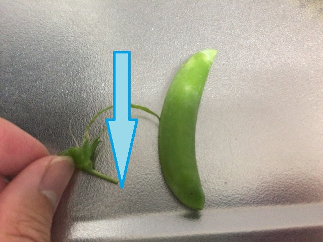 スナップエンドウの筋の取り方 料理初心者 初めての料理