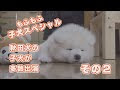 犬　もふもふ 340500-犬 もふもふ 白