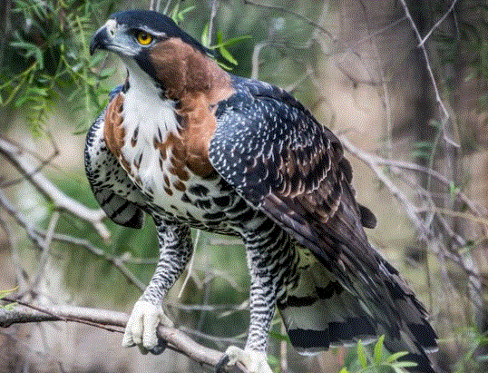 Raptors