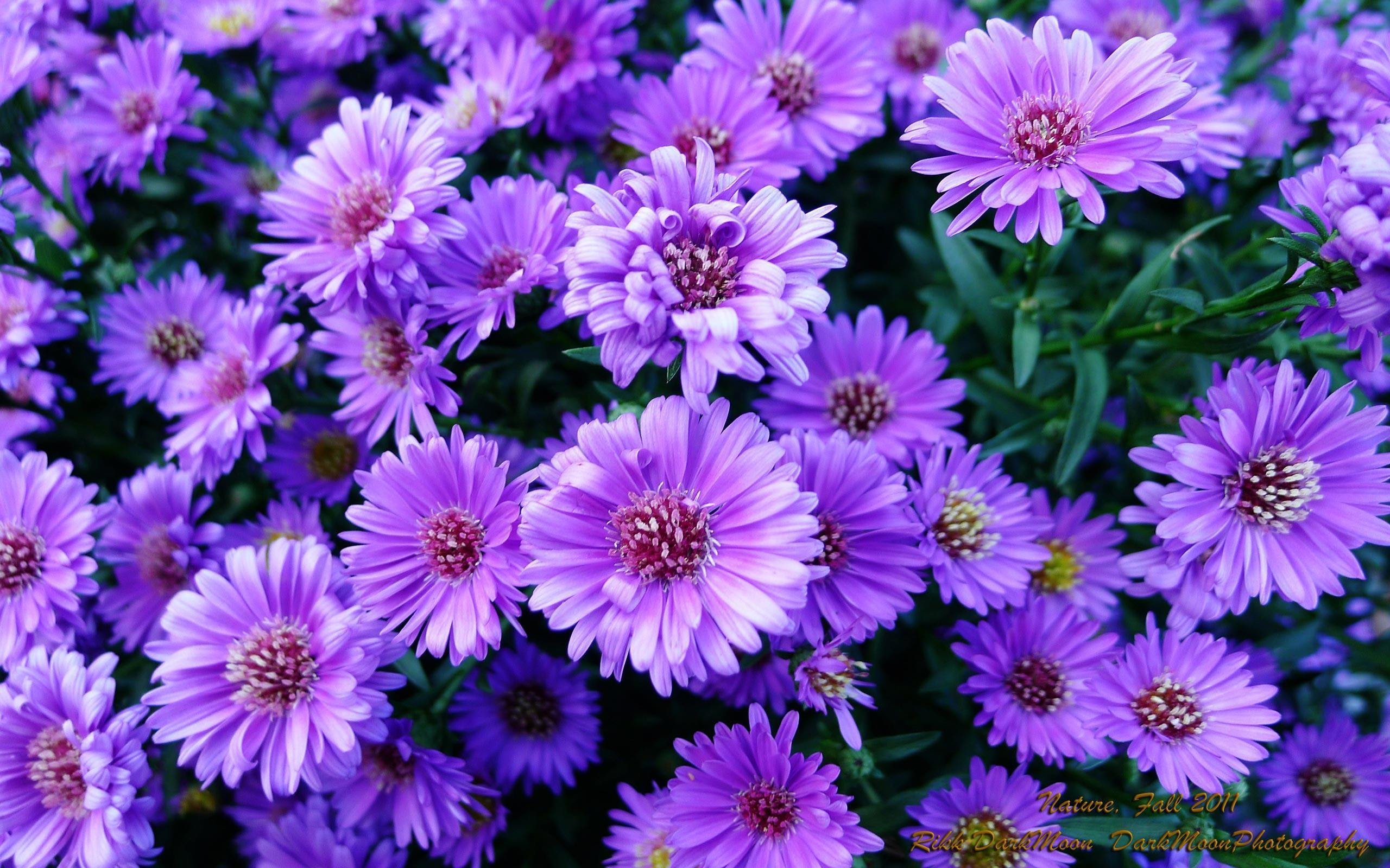 Purple Flowers Wallpapers Wallpaper Cave Purple Flowers Wallpapers Wallpaper Cave