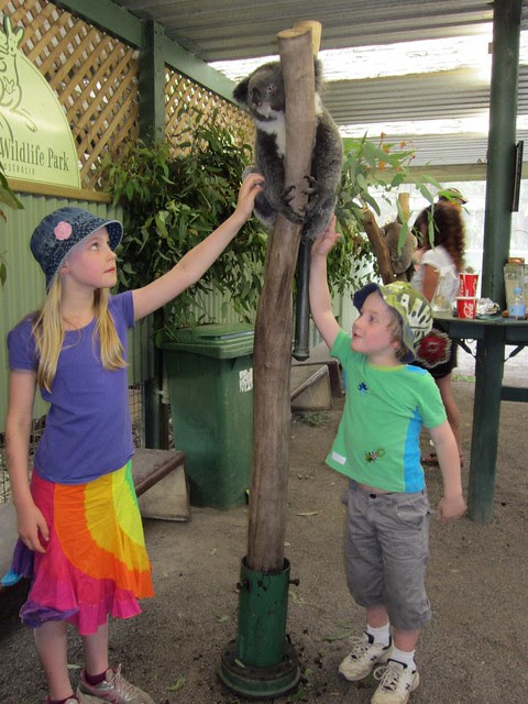 Featherdale - Kids patting Koala