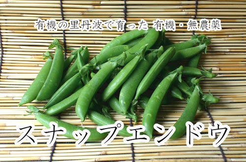 丹波のスナップエンドウ 豆の産地丹波からお届けする有機 無農薬栽培の スナップエンドウ スナックえんどうをどうぞ