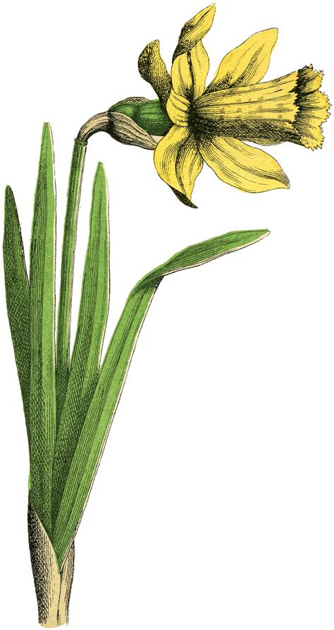 Here are the best things to do on mother's day. Vintage Daffodil Picture - The Graphics Fairy