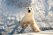 61+ Polar Bear Habitat