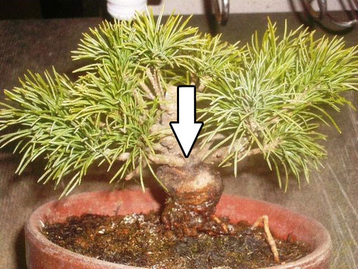 2月 五葉松 株立ちつくりと針金かけ 植替え 市川三郎の プチ盆栽日記