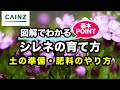 【人気ダウンロード！】 花 シレネ 種類 326123-花 シレネ 種類