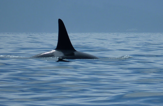 Orca