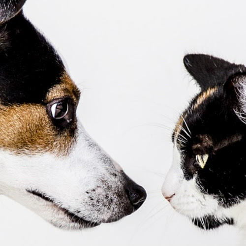 面白ねこ雑学 猫と犬の違いは 人と暮らしてきた歴史 に基づくものです 猫の総合情報サイト ペットスマイルニュースforネコちゃん