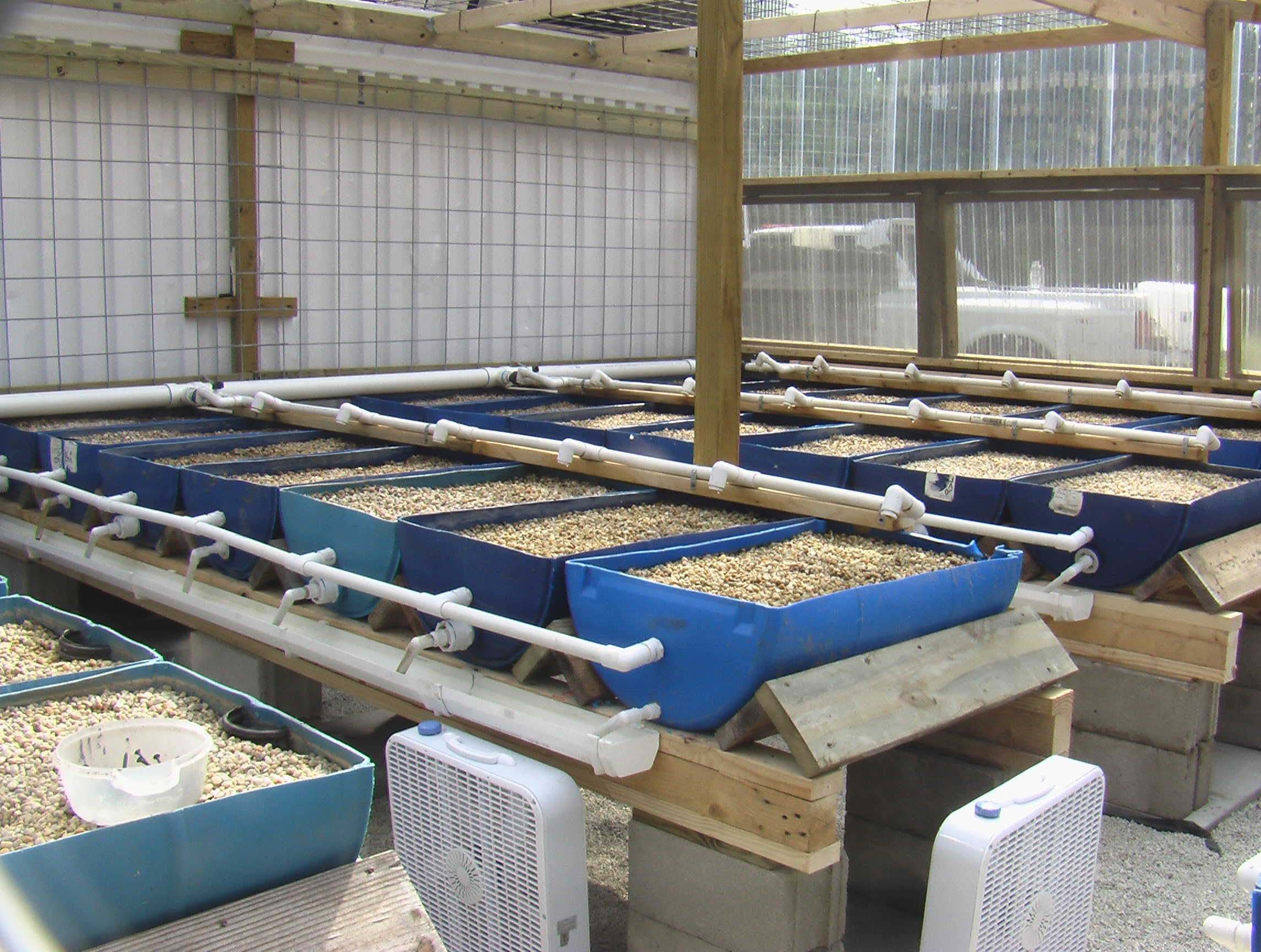 Can you grow bamboo in aquaponics Sensor Net Makes Life Easier For Rice Farmers