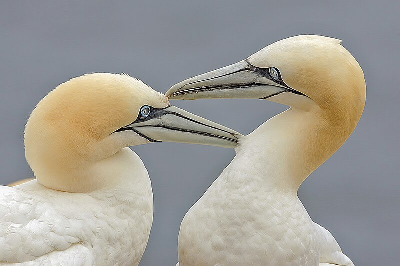 File:Two Gannets edit 2.jpg