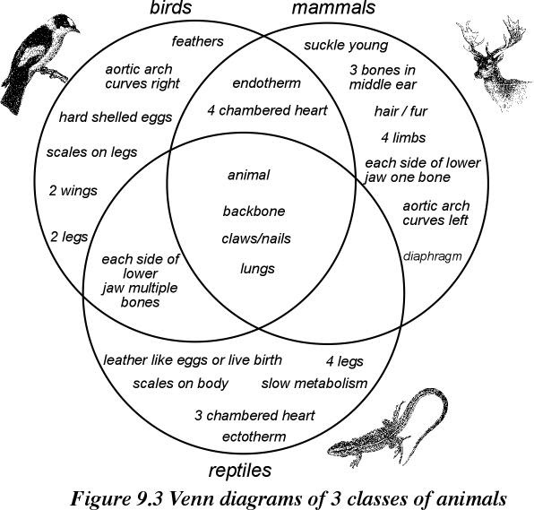Venn Diagram Samples