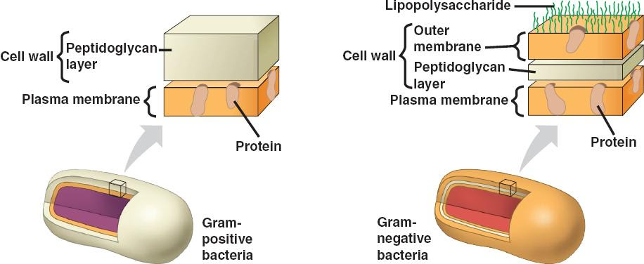 Chapter 27 Bacteria and Archaea