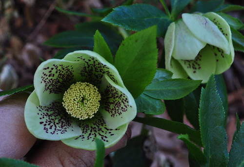 Helleborus (seedlings) (5)
