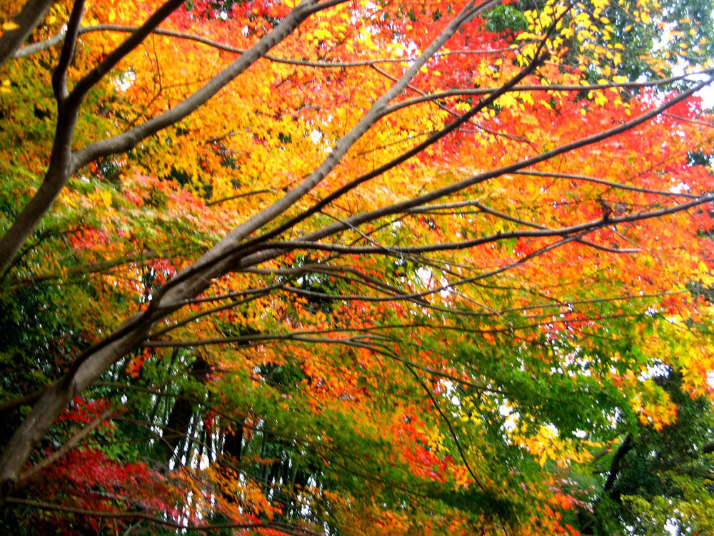 午後の紅葉ｉｎ湯河原 万葉公園 人類猫化計画