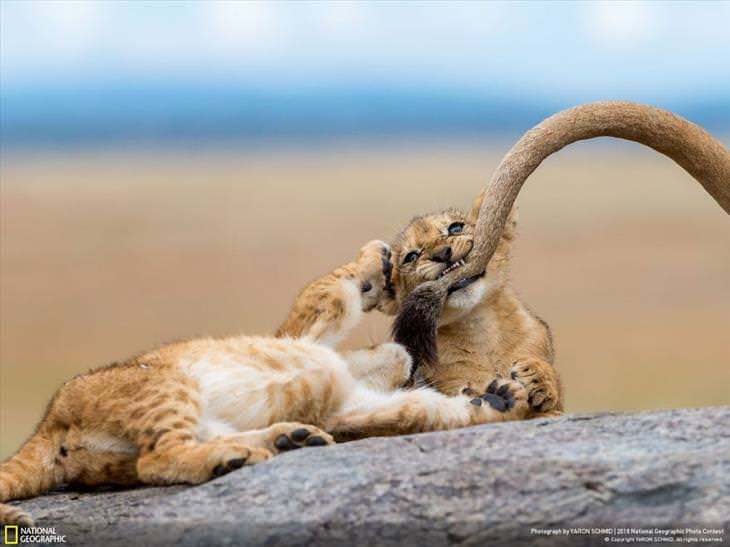national-geographic