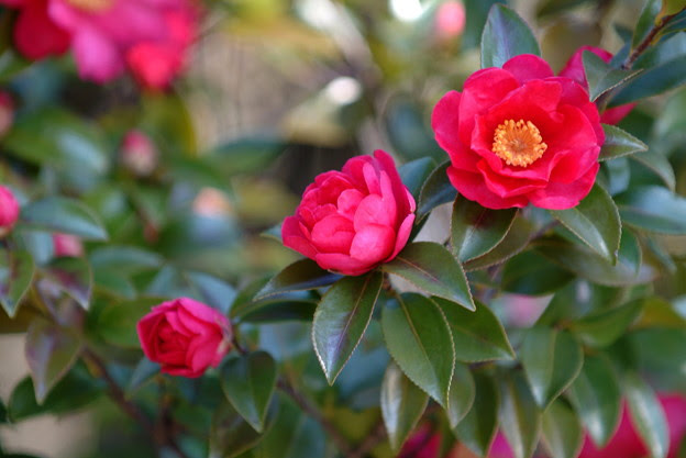寒椿２ Photo Sharing Photozou