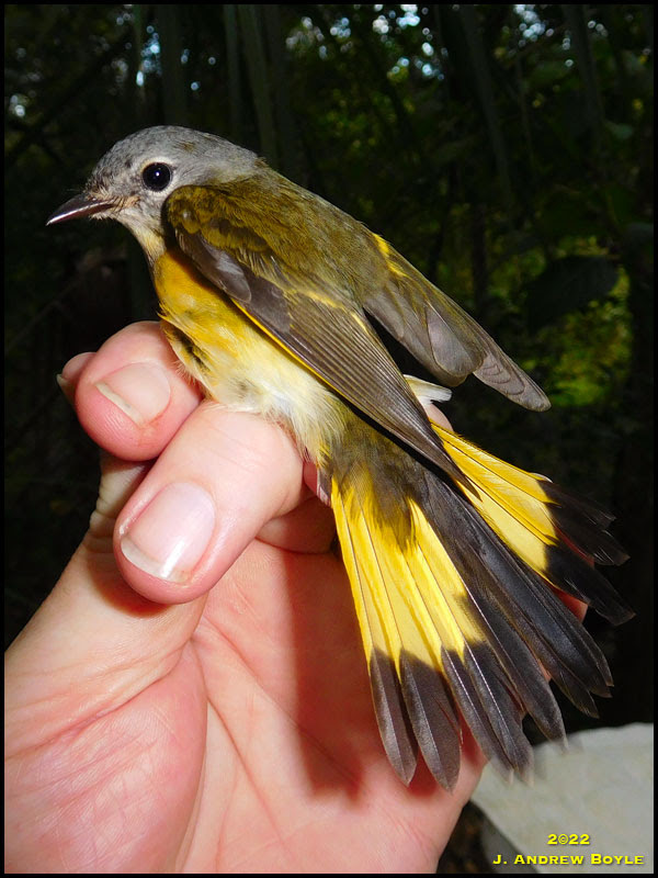 American Redstart