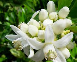 flores azhar