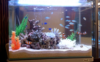 60cm海水水槽 熱帯魚レンタルｎ ａ