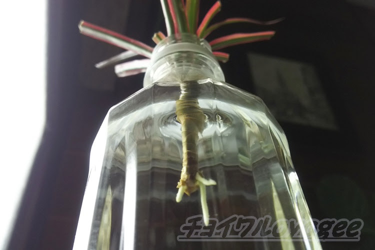 ドラセナのコンシンネの生育状況 挿し木 茎挿し 茎伏せ 水挿し 新芽など 育ててるコンシンネの最新情報をお届けします