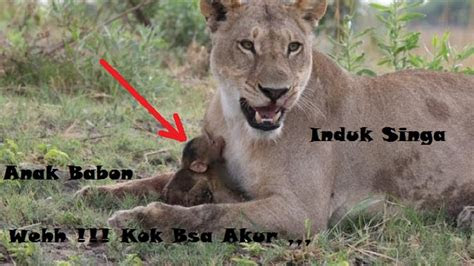 naluri keibuan terlihat  indukan mulai menyayangi jenis lain youtube