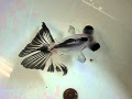 【ベストコレクション】 デメキン 魚 寿命 324462
