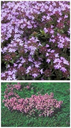 Wild Creeping Thyme Image Wild Creeping Thyme Image
