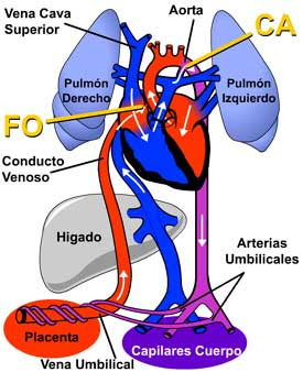 Resultado de imagen para circulacion fetal
