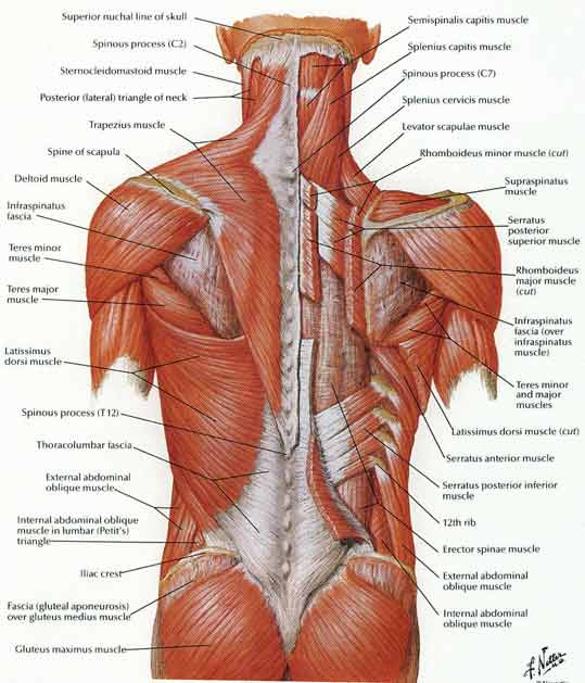 Deep Muscles Of Back Anatomy : 7 Deep Muscles Of Back ...