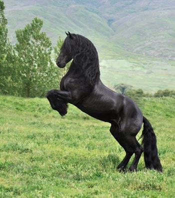 Le Cheval Frison