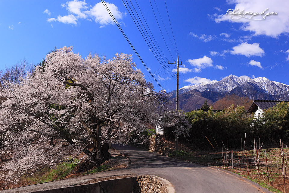 山梨県 桜紀行