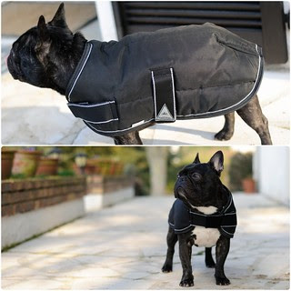 Griffin, bouledogue français, et son manteau Equi-Thème Colorado