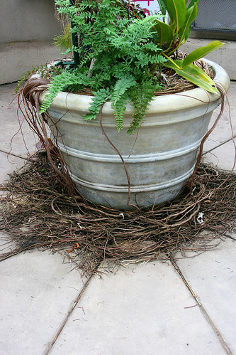 huntington escaped roots