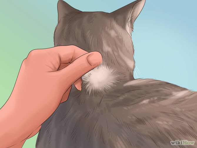 Take Care of a Cat Step 17.jpg