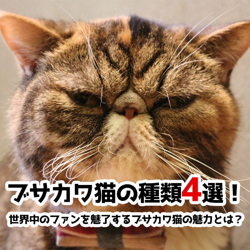 ブサカワ猫の種類4選 世界中のファンを魅了するブサカワ猫の魅力とは