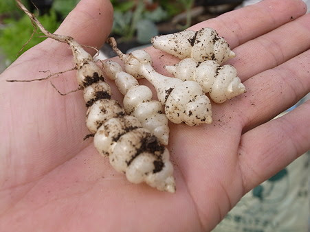チョロギ栽培 プランター育て方 暇人主婦の家庭菜園 楽天ブログ