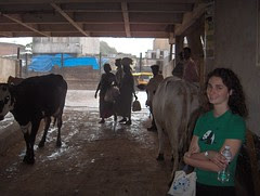 Hilleary, Cows, Rain