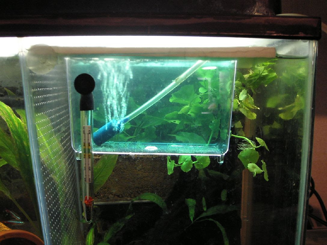 産卵 孵化までの方法 その２ 採卵 孵化 コリドラスなアクア生活