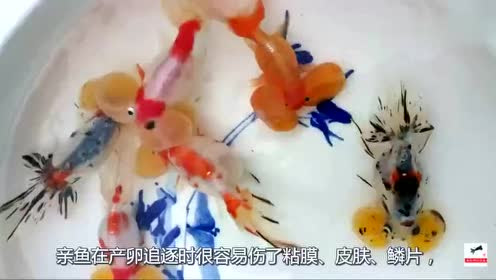 春天是金鱼繁殖期 你家金鱼行动了吗自己动手繁殖一窝吧 腾讯视频