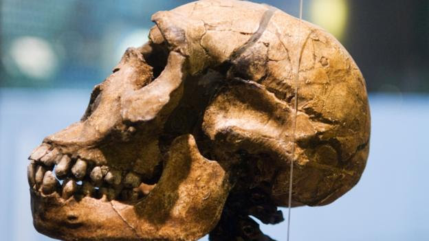A Homo erectus skull found at Lake Turkana in Kenya (Credit: kolvenbach / Alamy)