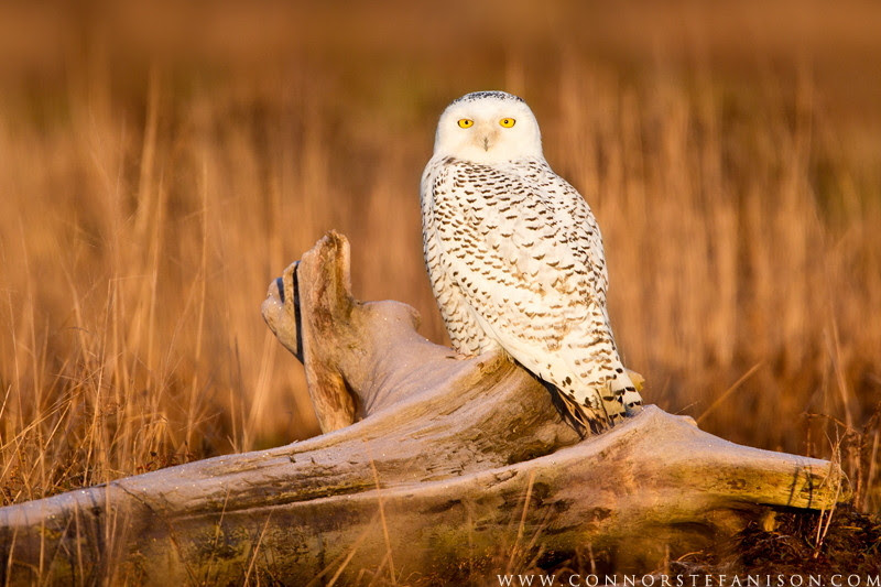 500px favs, rg443