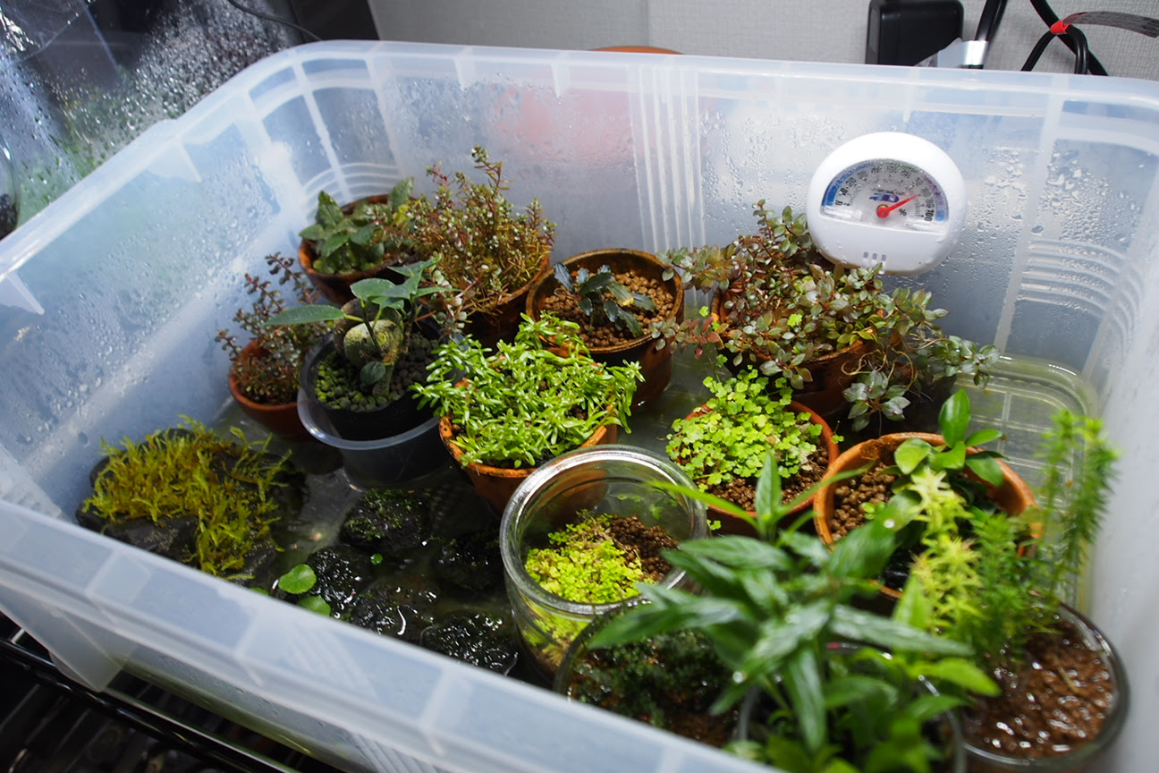 うちの半水上栽培紹介 Acheilognathus Melanogaster