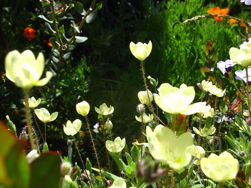 Platystemon californicus