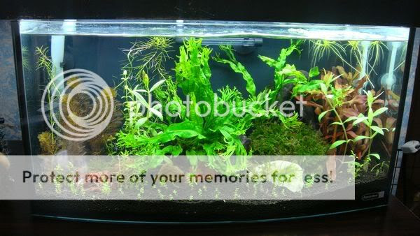 Algae Eating Fish. I am beginning to see algae